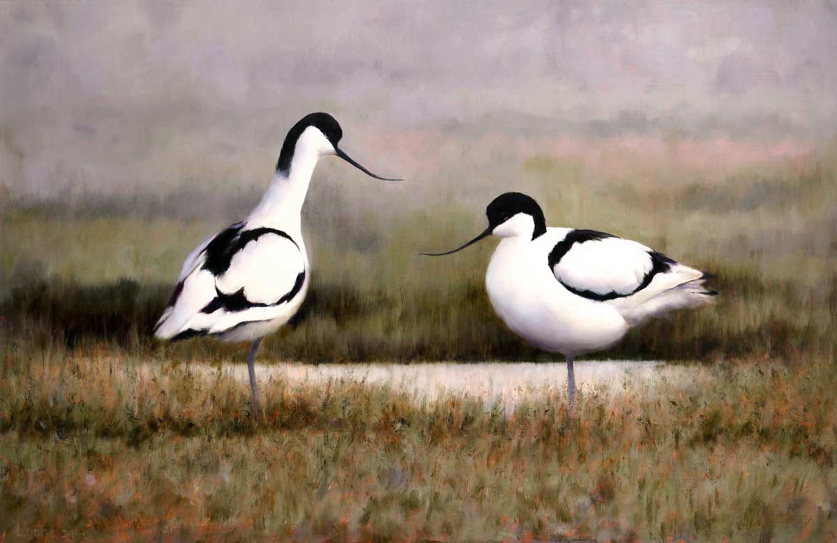 avocet painting by bird artist Chris Lodge