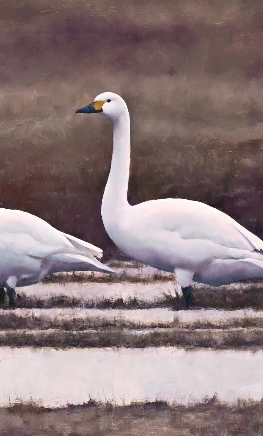 Bewick's Swans - An Original Oil Painting By Bird Artist Chris Lodge