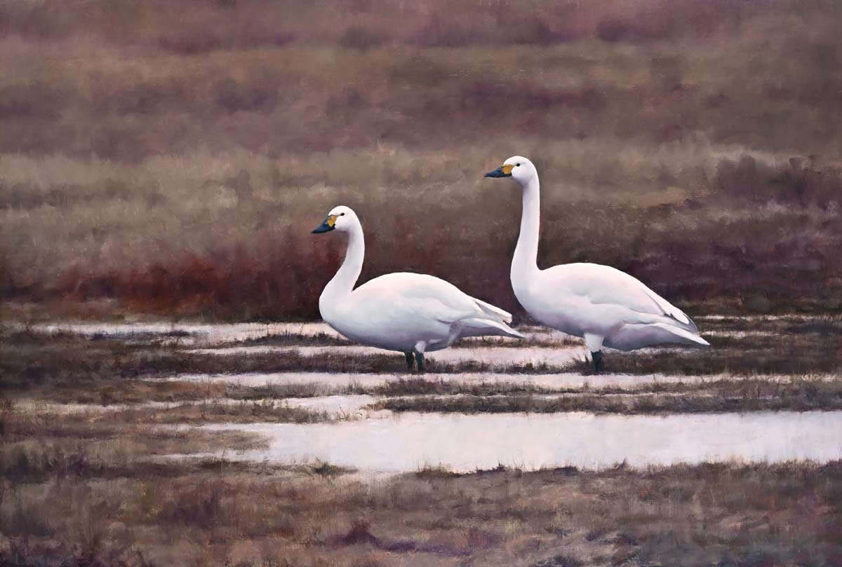 Bewick's Swans painting Bird Art by Chris Lodge