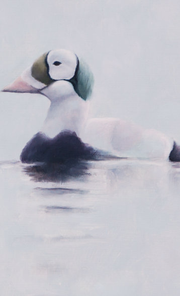 Spectacled Eider - An Original Oil Painting By Bird Artist Chris Lodge
