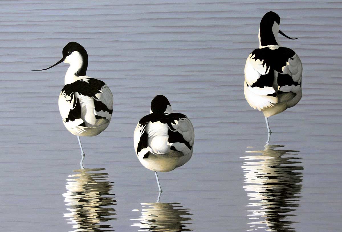 Avocets, a Limited Edition Print of an original acrylic painting of birds by bird artist Chris Lodge