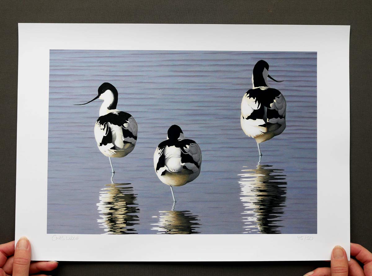 Avocets Bird Art Print