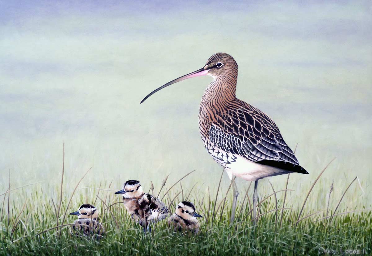Curlew with Chicks, a Limited Edition Wildlife Art Print of an original oil painting of birds by wildlife artist Chris Lodge