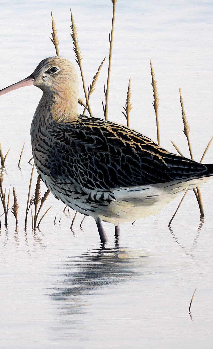 Curlew Print By Bird Artist Chris Lodge
