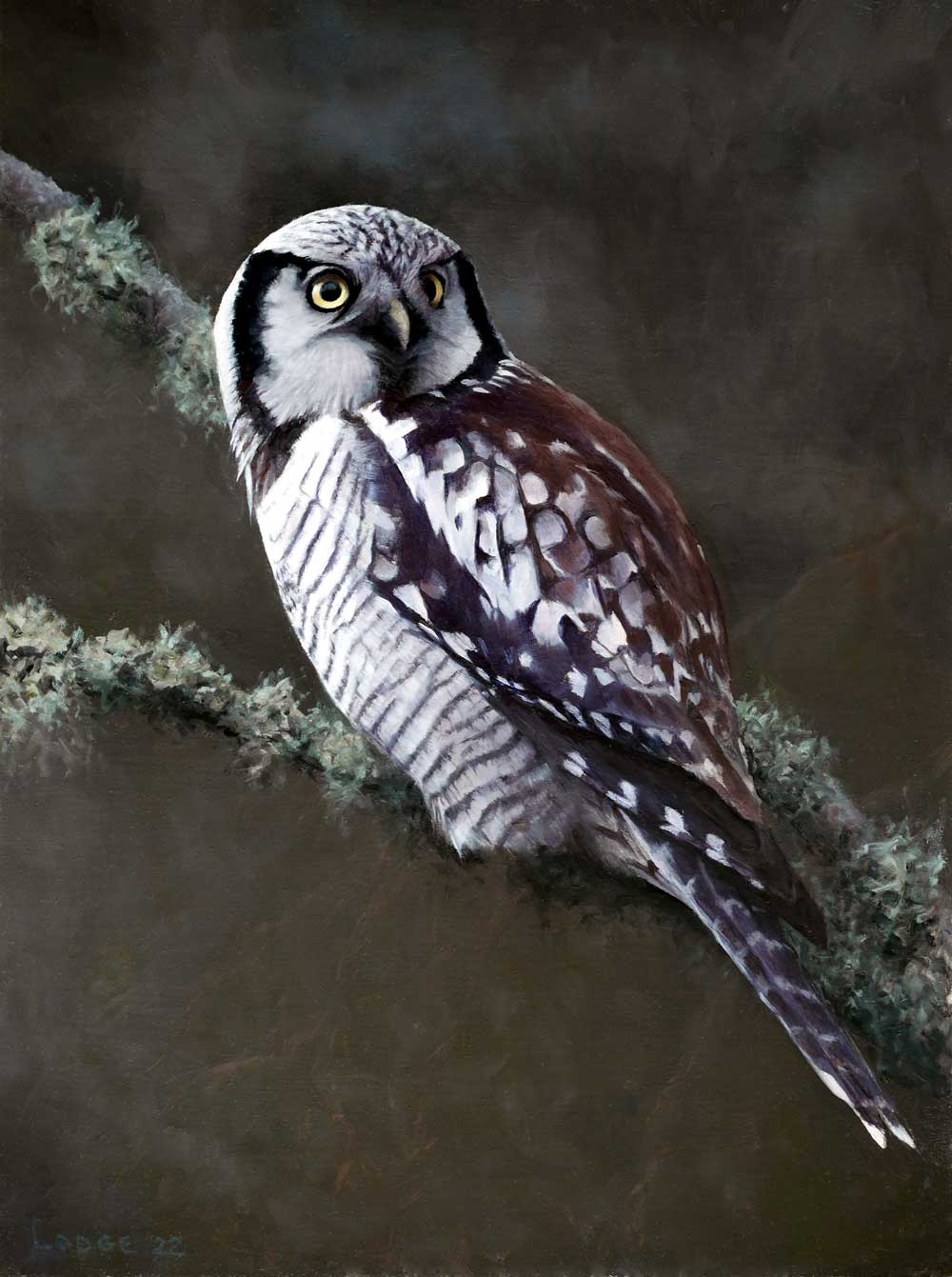 Hawk Owl Bird Print by bird artist Chris Lodge