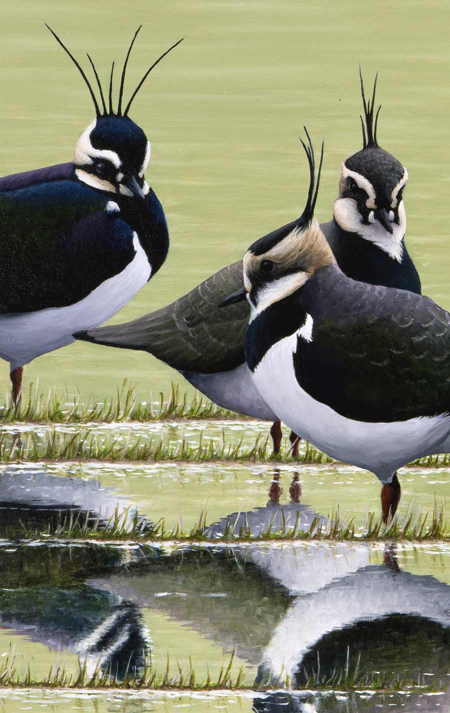 Lapwing Bird Art Print
