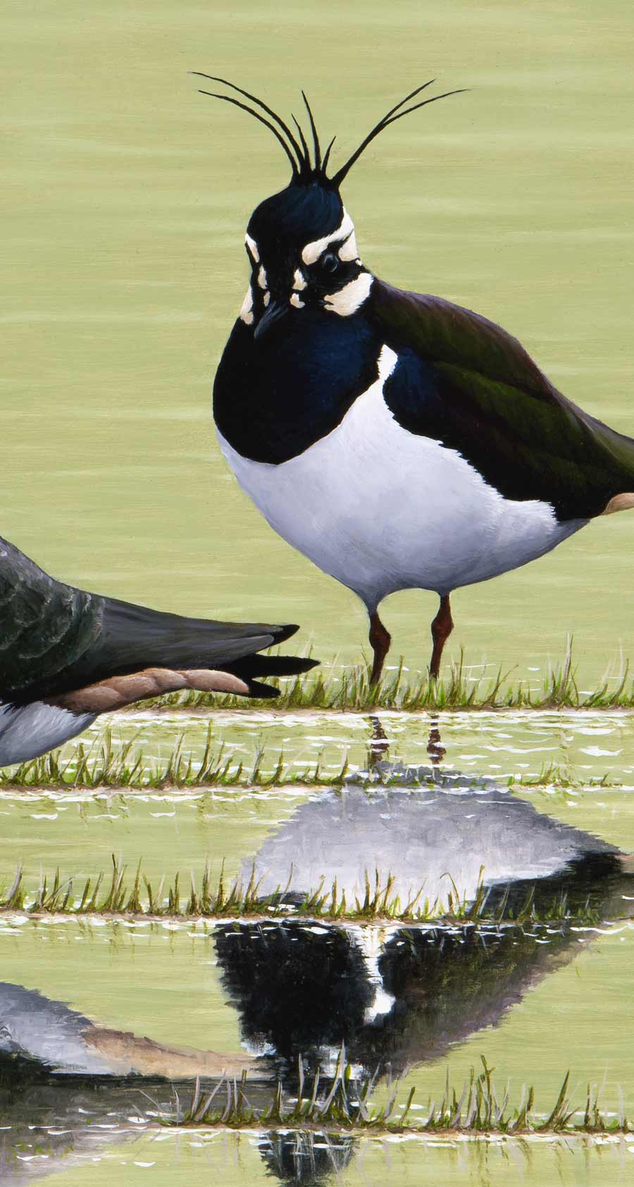 Lapwing Bird Art Print