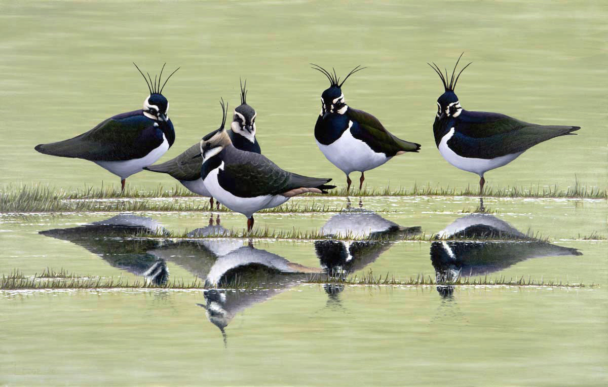 Lapwings print Bird Art by Chris Lodge