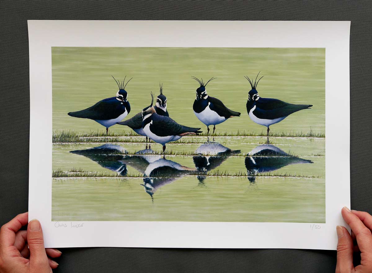 Lapwing Bird Art Print