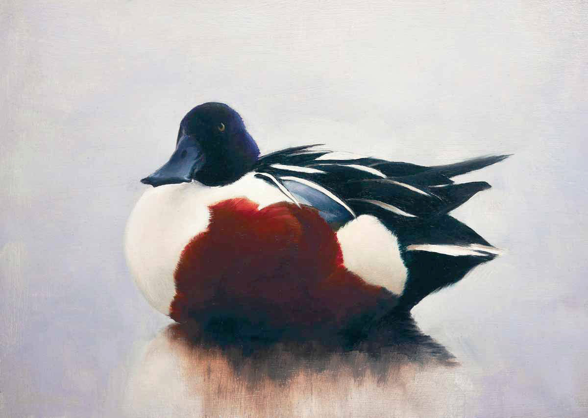 shoveler Bird Print by Chris Lodge